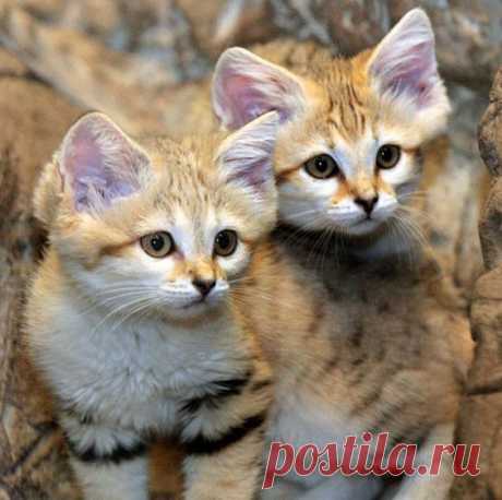 Arabian Sand Cat Kittens Debut - Catster