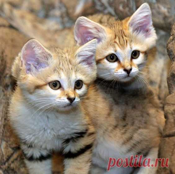 Arabian Sand Cat Kittens Debut - Catster