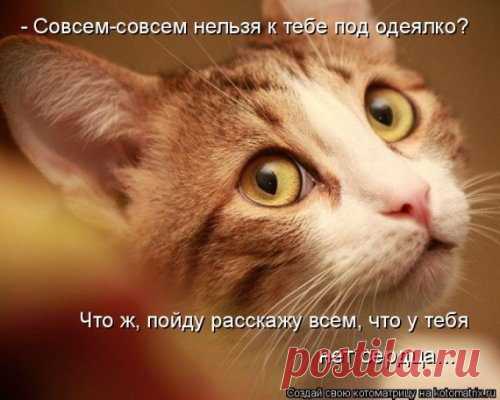 Хитрая рыжая морда