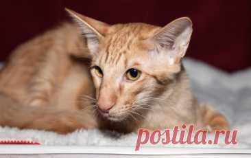 Ориентальная длинношерстная кошка 🐾 — грациозная, умная и преданная. История, характер и уход за этой породой: шелковистая шерсть, выразительные глаза и любовь к играм! 💖
 
#кошки #orientalcat #длинношерстная #питомцы
Фото: commons.wikimedia.org