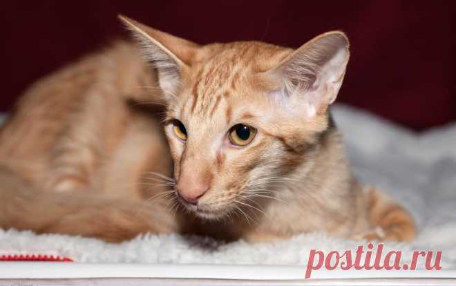 Ориентальная длинношерстная кошка 🐾 — грациозная, умная и преданная. История, характер и уход за этой породой: шелковистая шерсть, выразительные глаза и любовь к играм! 💖
 
#кошки #orientalcat #длинношерстная #питомцы
Фото: commons.wikimedia.org