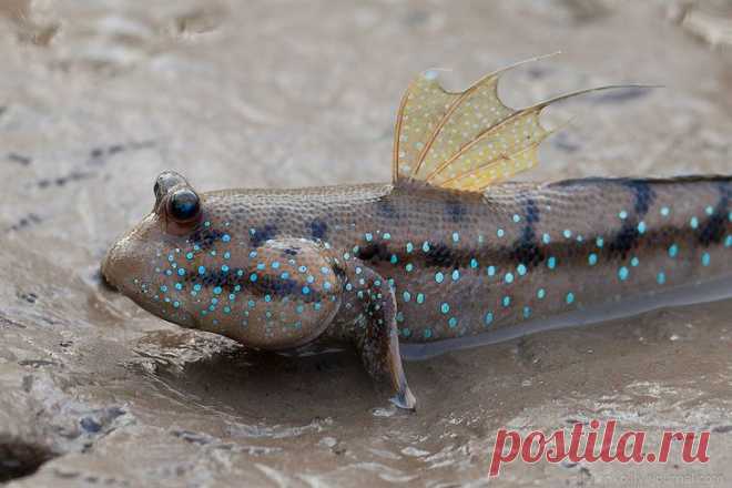 >> Илистые прыгуны | ФОТО НОВОСТИ