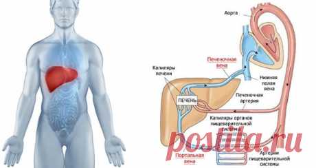Поздние осложнения цирроза печени | Айболит. Блог хирурга | Яндекс Дзен
