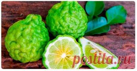 Бергамот: польза и вред для здоровья организма человека