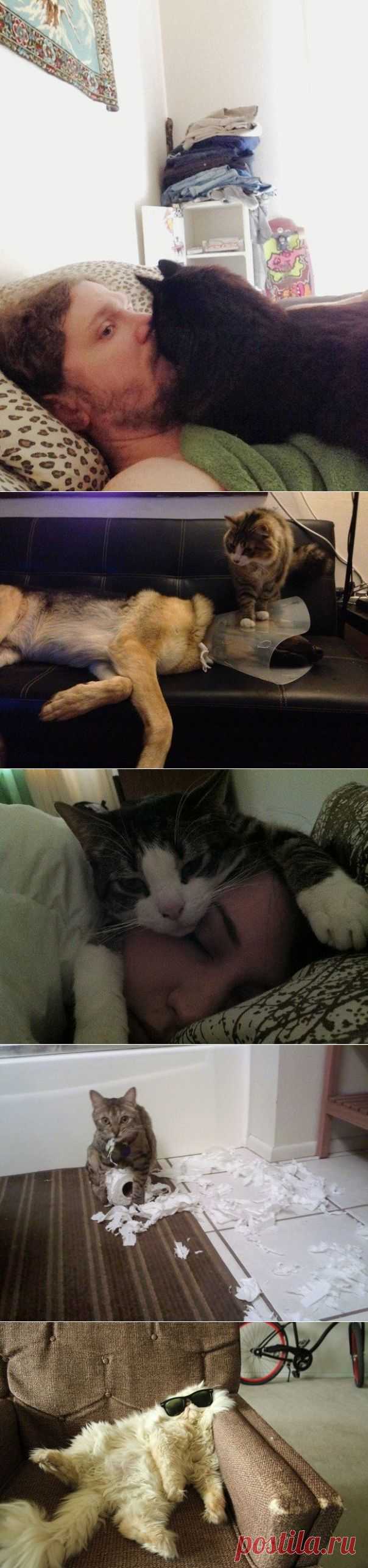 Злой пушистый сосед)))