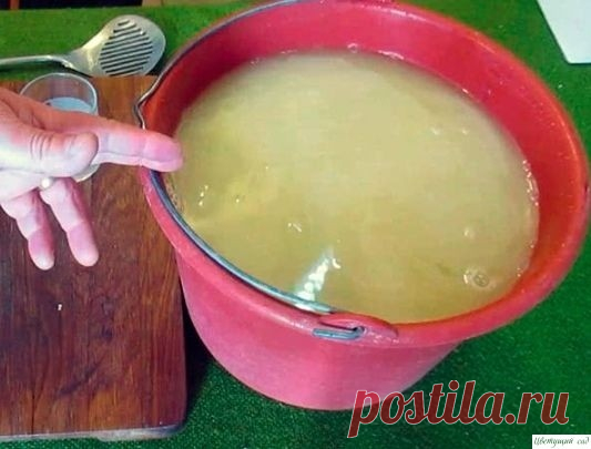 ГOРЧИЧНЫЙ ПOРОШОК - ГЛAВНЫЙ ПОМOЩНИК ПРOТИВ ВРEДИТЕЛЕЙ