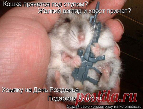 смешные животные - Поиск в Google