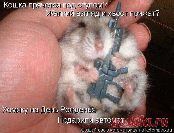 смешные животные - Поиск в Google