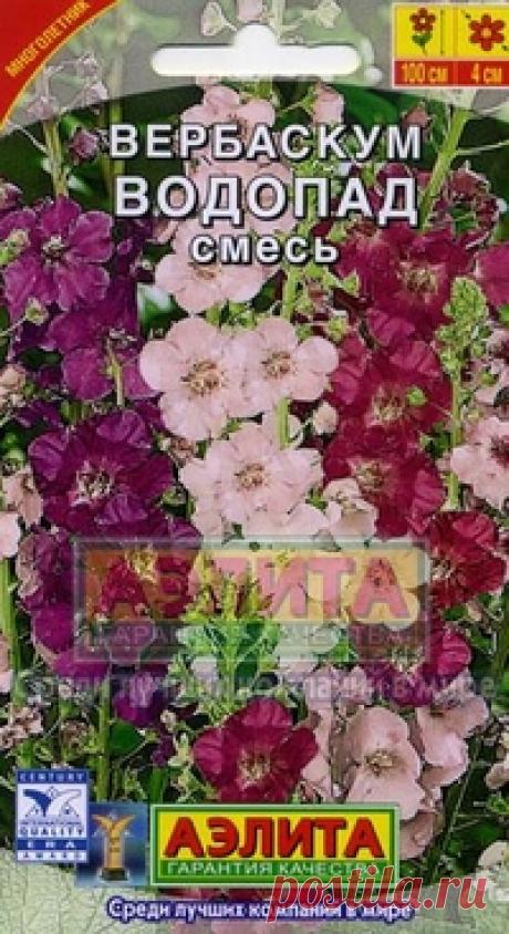 Вербаскум "Водопад", смесь, многолетник