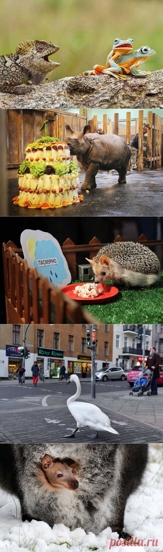 Лучшие фотографии животных со всего мира за неделю. Бигпикча предлагает посмотреть подборку фотографий животных за последнюю неделю, сделанную для Вас. В нашем традиционном выпуске Вы сможете увидеть самых удивительных, милых и забавных братьев наших меньших.