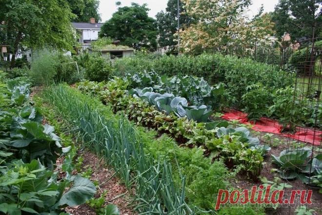 Что такое севооборот и зачем он нужен?