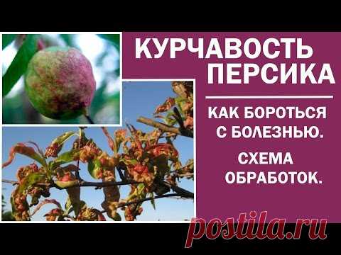 Обработка плодовых деревьев весной.Обработка персика