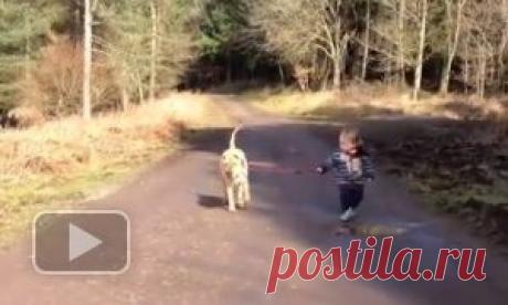 Малыш выгуливал собаку и встретил на дороге лужу...