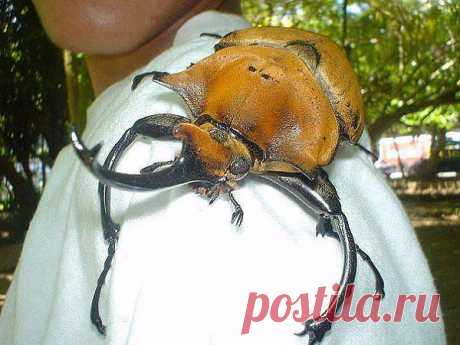 Гигантский жук-рогач