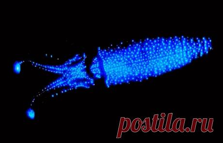 Кальмар-светлячок (лат. Watasenia scintillans) Кальмар Watasenia scintillansМногие головоногие моллюски, или цефалоподы, — кальмары и каракатицы, вампиротеутисы и спирулы, а также некоторые