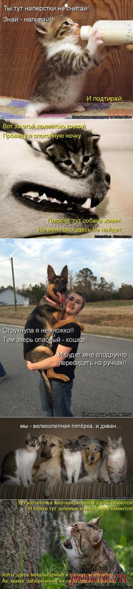 Забавные котоматрицы