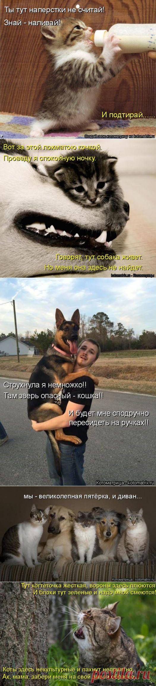 Забавные котоматрицы