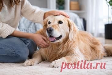 🐶🐱 Судороги у питомца могут выглядеть очень пугающе, но важно понимать, что не каждый приступ означает эпилепсию. Разбираем виды приступов, характерные симптомы, диагностику, лечение и правила первой помощи.

🩺 Главное — знать, когда ситуация требует срочного обращения к ветеринарному врачу.

#Эпилепсия #Собаки #Кошки #Ветеринария #ЗдоровьеЖивотных #ДомашниеЖивотные 
Изображение от ChatGPT
