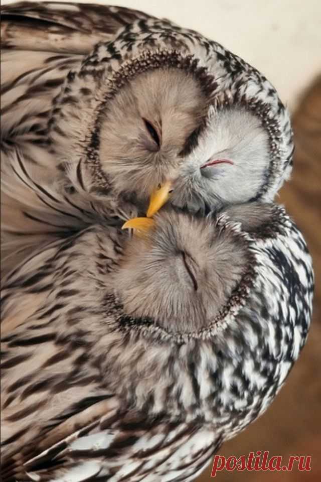 Sacred Nature <3 | Owls