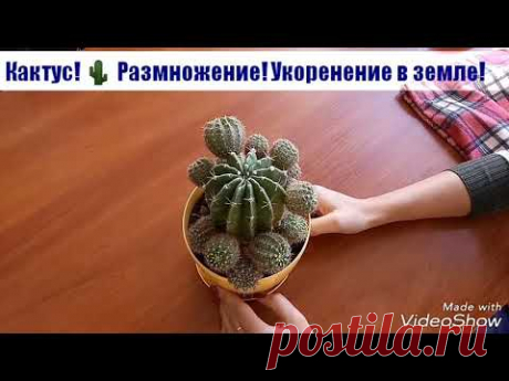 Кактус. Размножение. Укоренение в земле.
