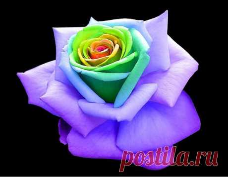 роза