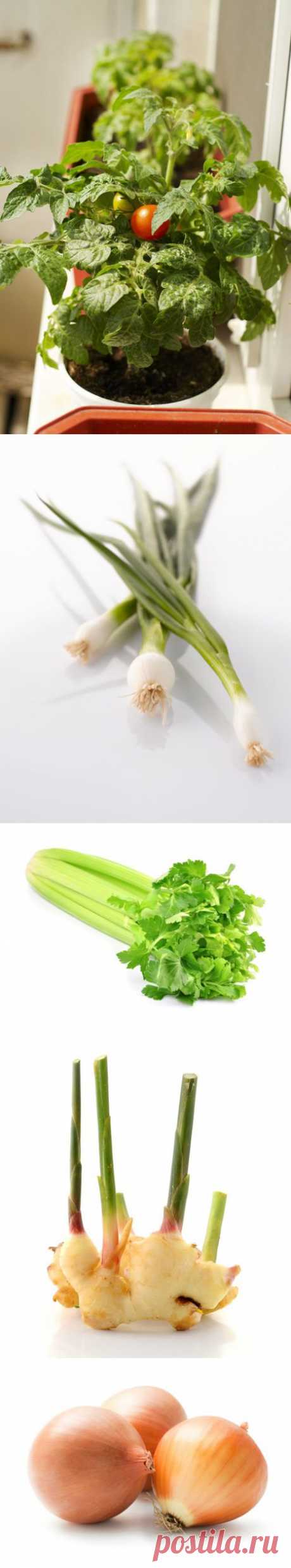 16 продуктов, которые можно вырастить дома