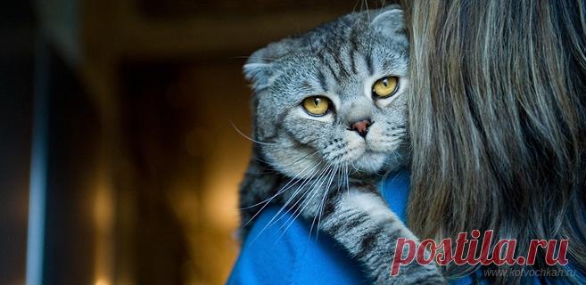 Маман против кота Вчера вечером звонит маман и жалуется на кота, обещая запаковать его в посылку и отправить мне, потому что 