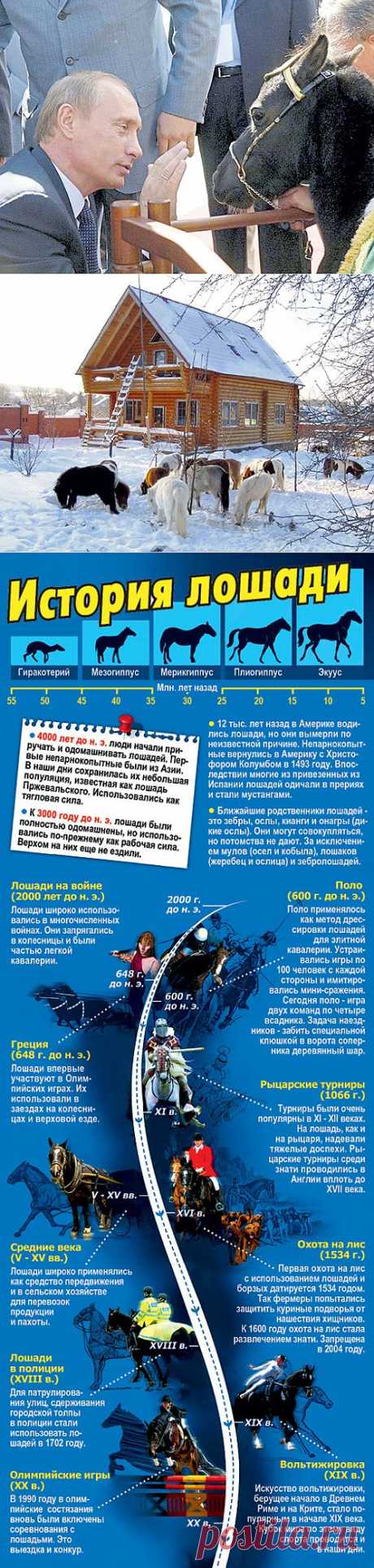 Мини-кони меньше пони // Экспресс газета