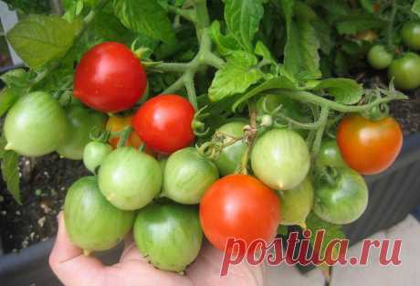 Томат &quot;Geranium Kiss&quot; (=Поцелуй герани) • Дачный форум: дача, сад, огород, цветы.