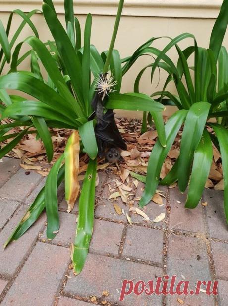 15 фото о том, что животные тоже попадают в неловкие ситуации