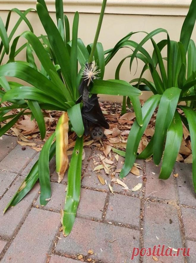 15 фото о том, что животные тоже попадают в неловкие ситуации