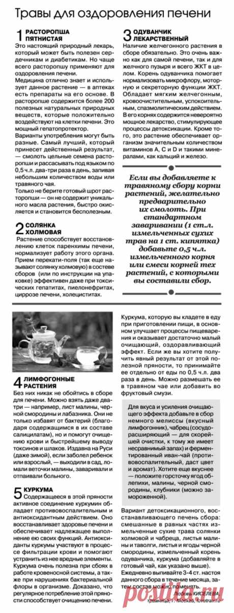 Травы для оздоровления печени