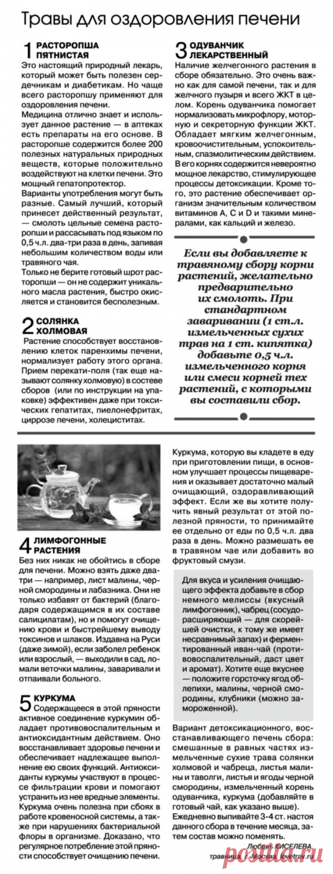 Травы для оздоровления печени