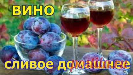 Домашнее СЛИВОВОЕ вино. Своими руками в домашних условиях. | Готовим и едим дома | Дзен