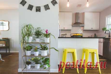 Счастливые растения - благополучный дом / Домоседы