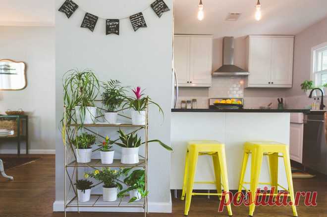 Счастливые растения - благополучный дом / Домоседы