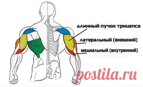 Самые эффективные упражнения для трицепса Прокачка рук для женщин и мужчин, которые увлекаются силовыми нагрузками, является важным условием тренировки. Особый акцент в упражнениях нужно сделать на трицепс. Это мышца плеча, расположенная сзади плечевой кости. Она отвечает за сгибание и разгибание руки в локте. Ее высокая функциональность объясняется физиологическим строением. Мышца состоит из трех пучков или головок, и занимает 2/3 площади плеча, поэтому укрепить ее очень ...