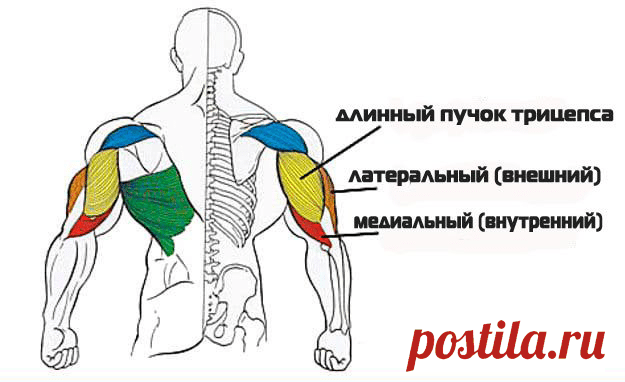 Самые эффективные упражнения для трицепса Прокачка рук для женщин и мужчин, которые увлекаются силовыми нагрузками, является важным условием тренировки. Особый акцент в упражнениях нужно сделать на трицепс. Это мышца плеча, расположенная сзади плечевой кости. Она отвечает за сгибание и разгибание руки в локте. Ее высокая функциональность объясняется физиологическим строением. Мышца состоит из трех пучков или головок, и занимает 2/3 площади плеча, поэтому укрепить ее очень ...