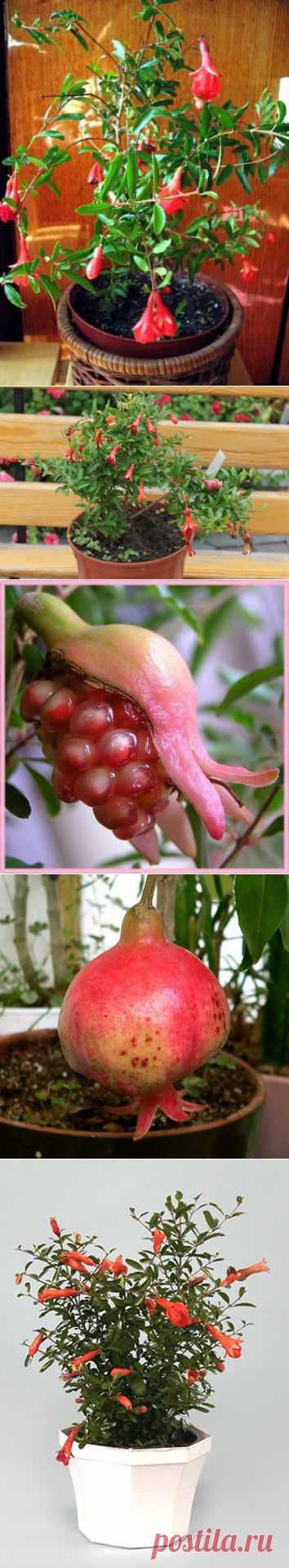 Комнатный гранат Бейби