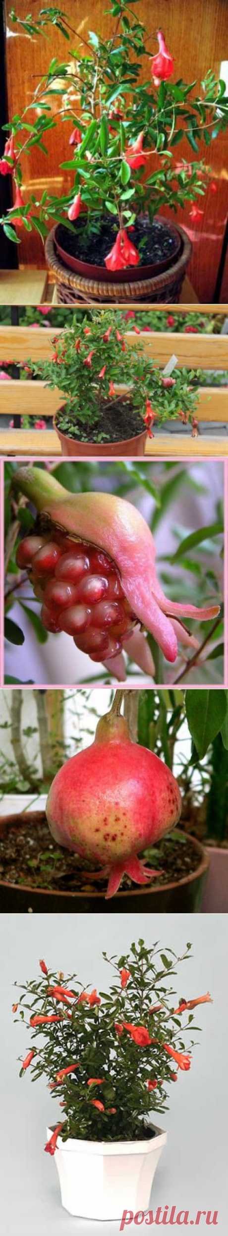 Комнатный гранат Бейби