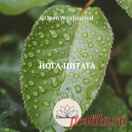 ЙОГА-ЦИТАТА: Очищение тела не должно быть самоцелью
Тело — это инструмент, с помощью которого мы можем достичь высот в йоге. Очищать тело необходимо, однако само очищение не должно становится смыслом всей жизни и самоцелью. В этом вопросе также следует проявлять здравый смысл и избегать крайностей. Очистительные практики нам нужны для поддержания чистоты тела, а чистое тело для духовного развития.