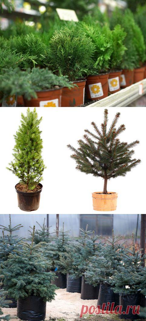 Елки в кадках