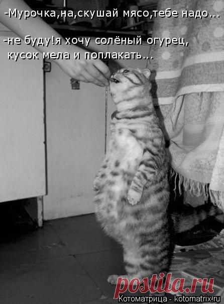 Котоматрица: -Мурочка,на,скушай мясо,тебе надо... -не буду!я хочу солёный огурец, кусок мела