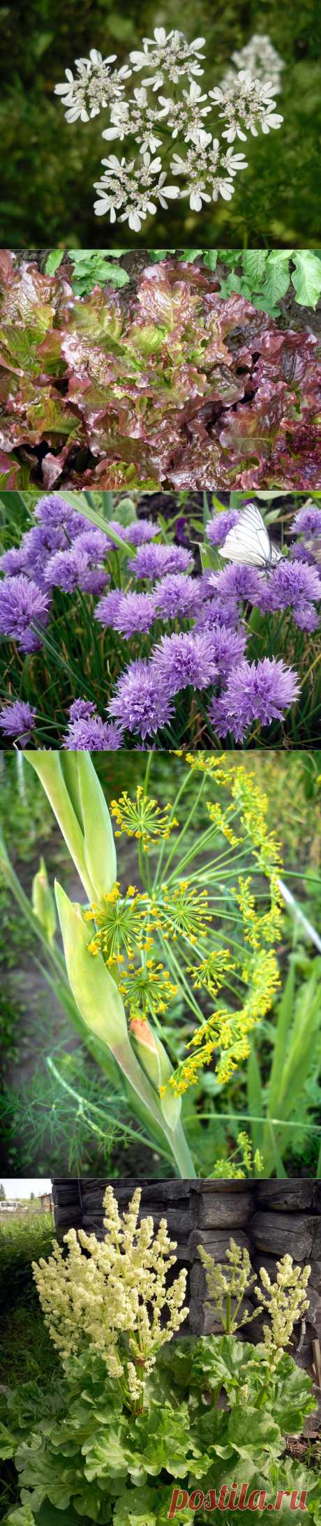 Овощи в цветнике? Отличная идея!
Сейчас тема декоративных огородов стала модной. Рядом с бархатцами, календулами, другими среднерослыми летниками отлично смотрятся салаты. Мой безоговорочный фаворит — Лолло Росса.Изумительны всевозможные луки. Декоративными могут быть даже такие, вроде бы, обыкновенные растения как ревень или кабачок.
