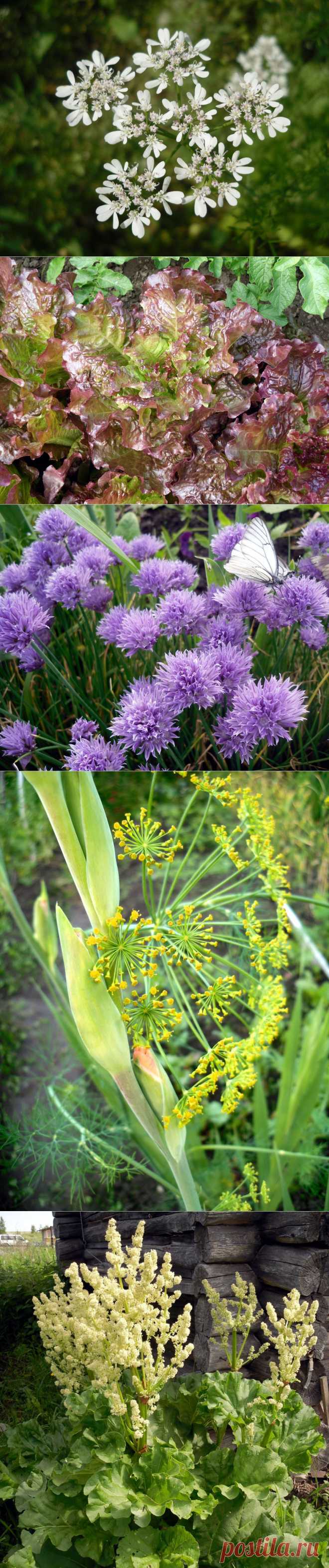 Овощи в цветнике? Отличная идея!
Сейчас тема декоративных огородов стала модной. Рядом с бархатцами, календулами, другими среднерослыми летниками отлично смотрятся салаты. Мой безоговорочный фаворит — Лолло Росса.Изумительны всевозможные луки. Декоративными могут быть даже такие, вроде бы, обыкновенные растения как ревень или кабачок.