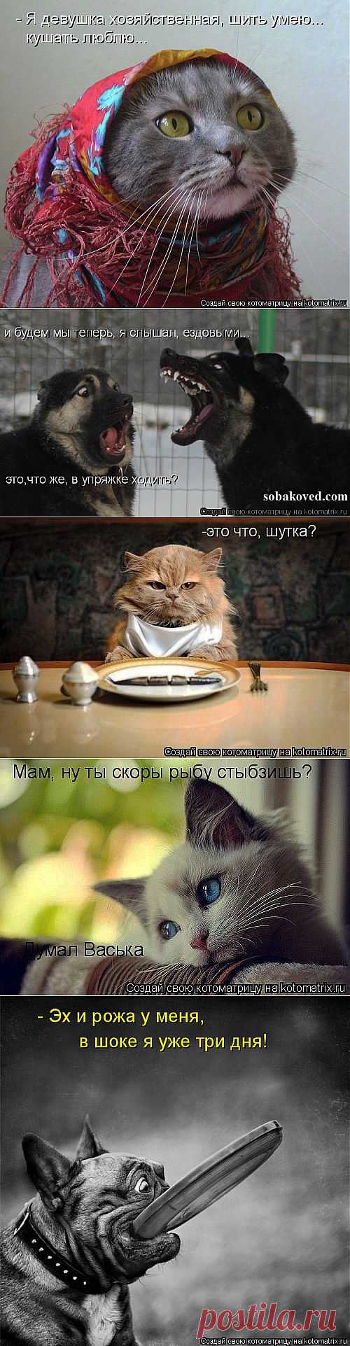 Котоматрица))))