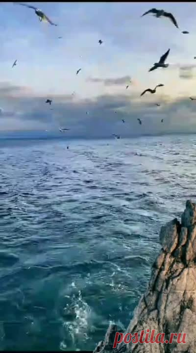 синяя вечность ( поёт Муслим Магомаев)