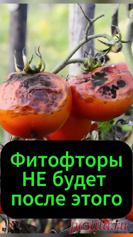 В этом шортсе мы расскажем вам о действенных методах предотвращения поражения растений фитофторой, гарантируя здоровье и красоту вашего сада и огорода. Никак...