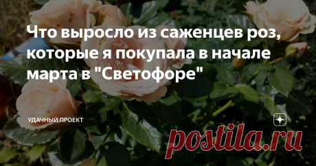 Что выросло из саженцев роз, которые я покупала в начале марта в "Светофоре" Розы сейчас цветут. Соответствуют ли они сорту? Все ли выжили?
