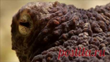 Что делает осьминог когда находит для себя жилище? // What does an octopus do when it finds a home?